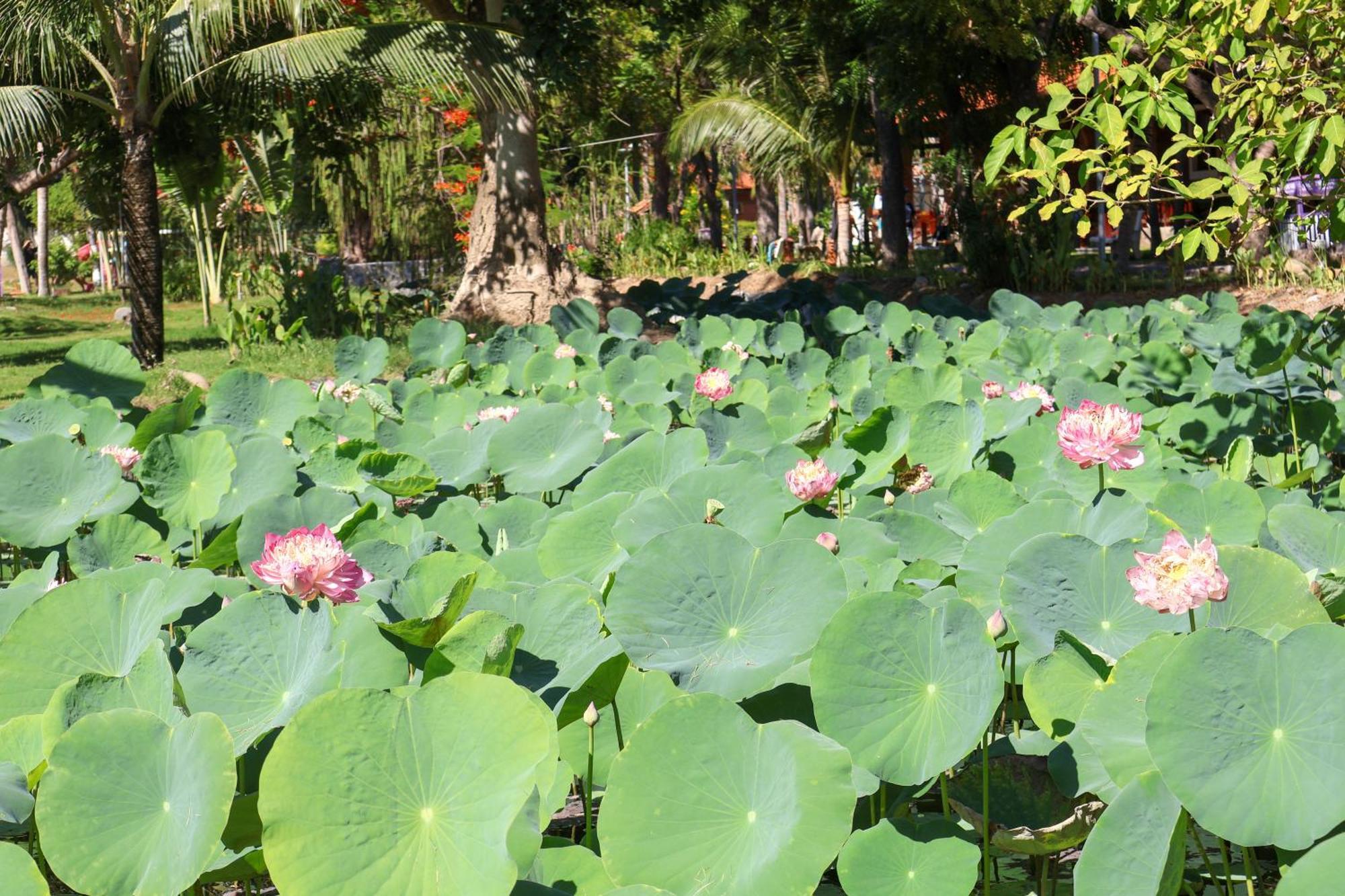 Ttc Resort Ninh Thuan - Unlimited Access To Water Park Phan Rang–Tháp Chàm Exterior photo